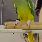 للبيع دره قرين كلير تيل يلو هيد اليف