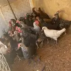 دجاج عدي العداد45 العمر اشهرين الموقع الجوف طبرجل