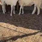 للبيع طليان حري