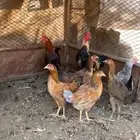 دجاج للبيع