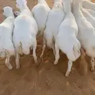 خرفان 13 الرخال 10 سمان فل