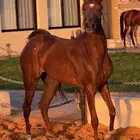 مهرة شعبية