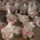 سلام عليكم فيه عندي دجاج امهات