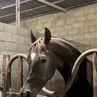 السلام عليكم حصان عربي بوارق سليم شرط وحصان كفو