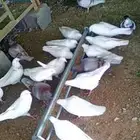 حمام فرنسي للبيع