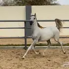 مهره فاخره