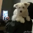 كلب مالتيز أنثى