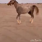 حصان شعبي للبيع
