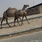 عشرا