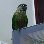 كنيور قرين شيك لعوب و نشبه