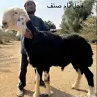 غنم نجد للبيع