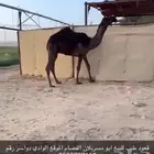 قعود كفوو للبيع سلالته كفو