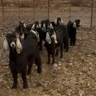 تسوس مراح واحد وطيبه وشحم.