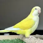 كويكر البينو صافي عيون حمر و دايلوت اليفه متكلمه