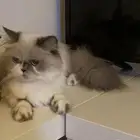 حيوانات