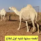لقحات وضرايب
