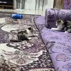 قطوه لتبني اناثي مجانا