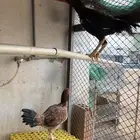جوز باكستاني للبدل برومي او بلدي