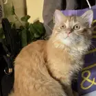 قطه للتبني