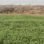 المصبح