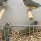 ( تم البيع ) للبيع إناثي قولديان