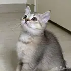 قط سكوتش ستريت