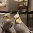 طير كروان للبيع مع سلحفاة هدية