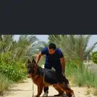 اقوي عروض جميع انواع الكلاب .بيع.تدريب.اقامه. انحاء المملكه