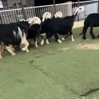 رخال نجد صنف