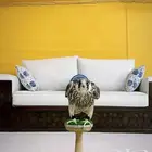 بناء وفك مخيمات البر وترميمه