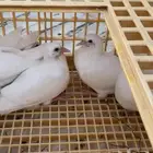 زغاليل فرنسي مذبوح علي الطلب