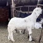 سوكني ابيض صنف