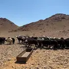 غنم