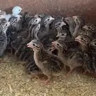 للبيع صوص دجاج حبشي