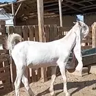 تيس فل الفل