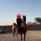 حصان طرب وسبوق وله اربع كسبات موثقه
