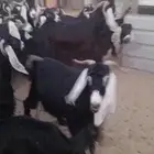 معزا عوارض 34 راس