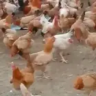 صوص دجاج بلدي فاخر كبير الحجم