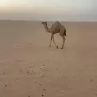 بكره للبيع