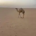 للبيع بكره طيبه مقنوي وقصب سمينه البكره على حليب أمها