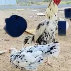 سندي بيور جوز