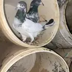 حمام باكستاني