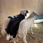 طليان سليمه