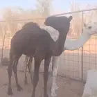 قعدان للبيع