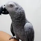 كاسكو متكلم