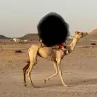 البيع قعود ركبي حر السن حق طايع شرط