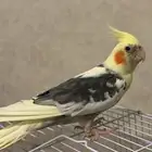 كروان   ذكر   أليف وصحه شرط