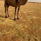 للبيع لقحه صفرا كفو