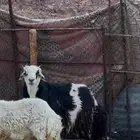 خروف فحل