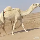 ضروبه مبيوع ولدها